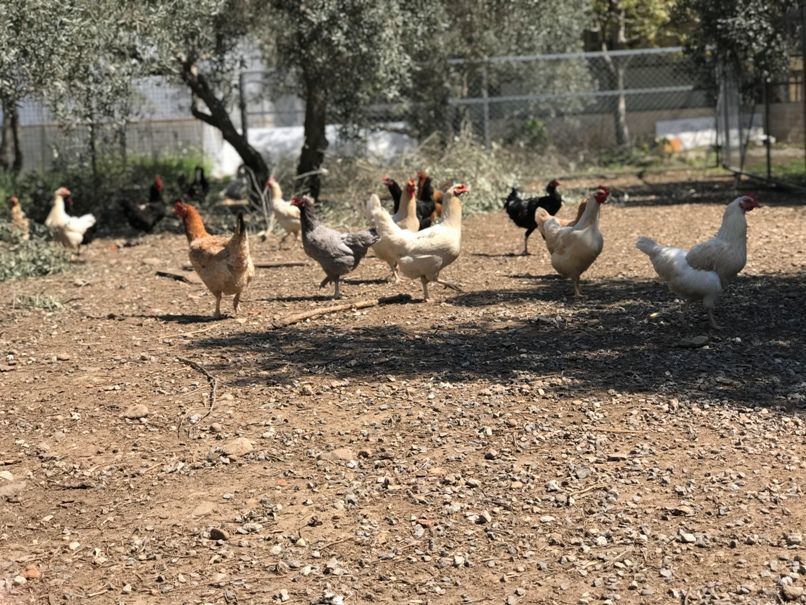 Köy Tavuğu Yumurtası