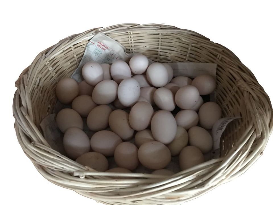Köy Tavuğu Yumurtası