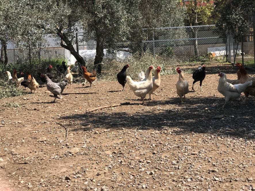 Köy Tavuğu Yumurtası