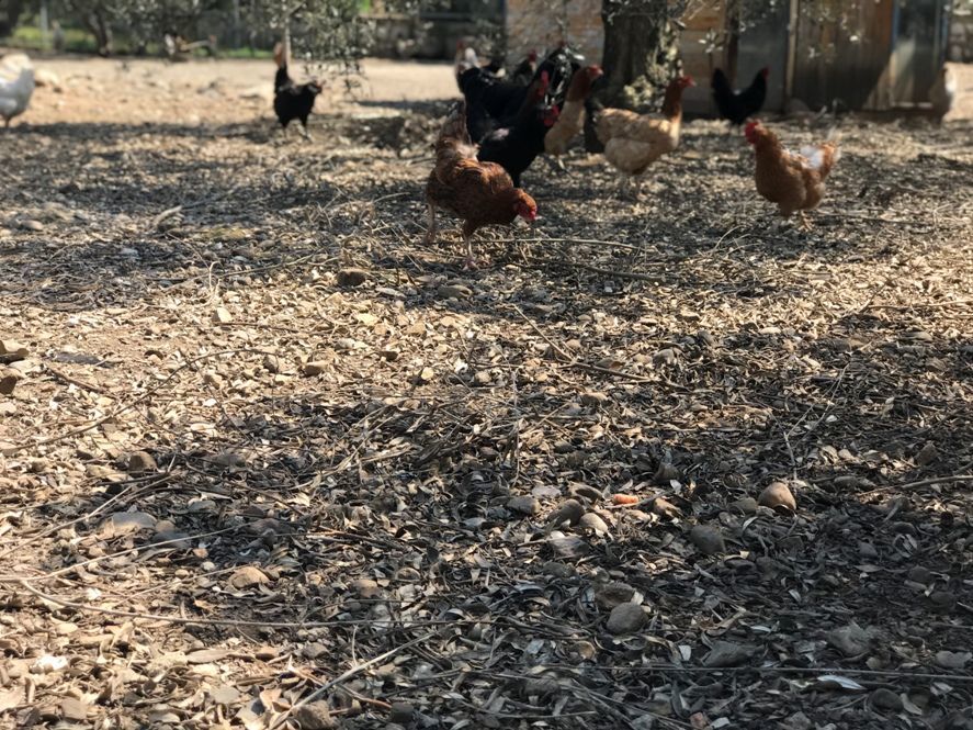 Köy Tavuğu Yumurtası