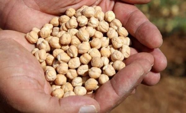 Nohut Orta boy 1 kg