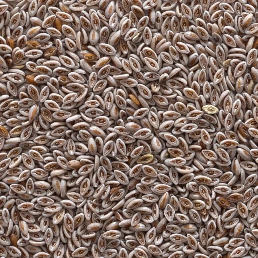 Karnıyarık Otu 100 Gr